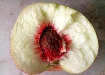 桃果肉颜色鉴别用标准光源箱